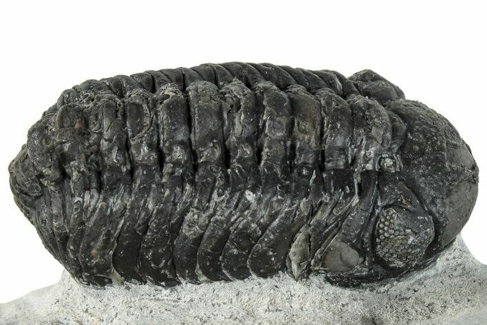 Bargain, Austerops Trilobite - Ofaten, Morocco #287544